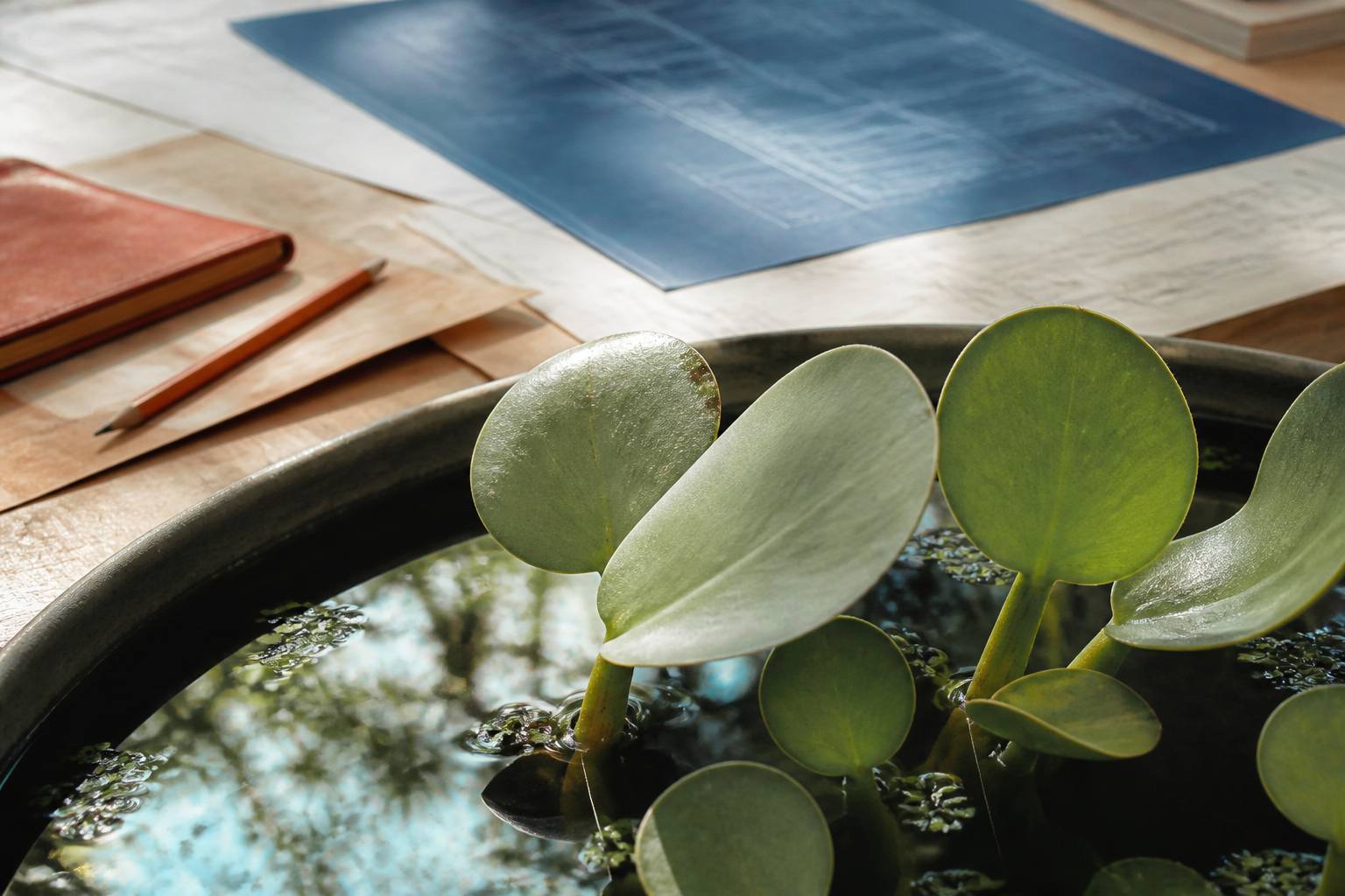 Feuilles charnues d'une crassule aquatique a la surface d'un bassin