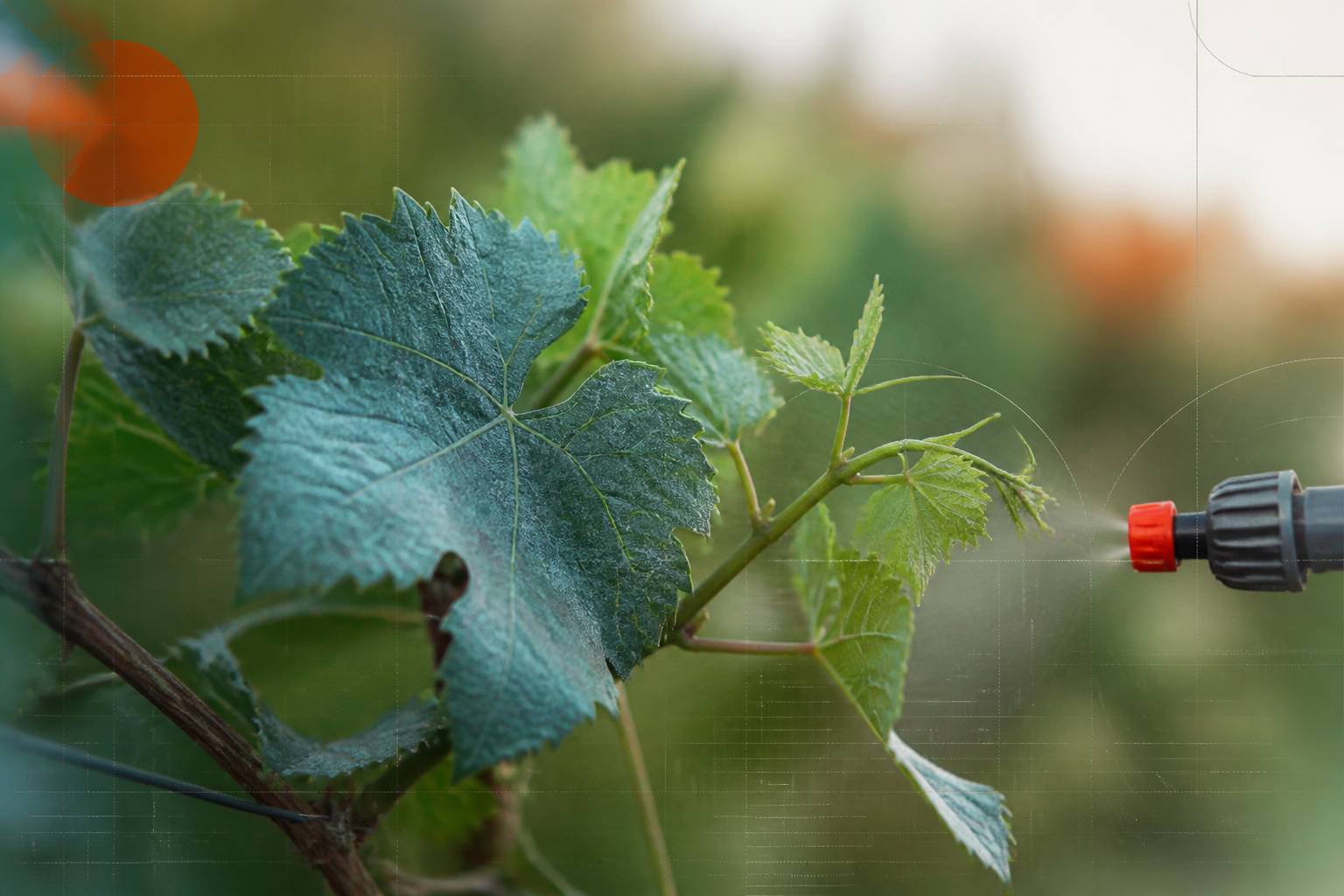 Feuillage de vigne recouvert d'une fine pellicule bleutée de bouillie bordelaise